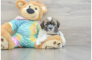 Best Shih Poo Baby