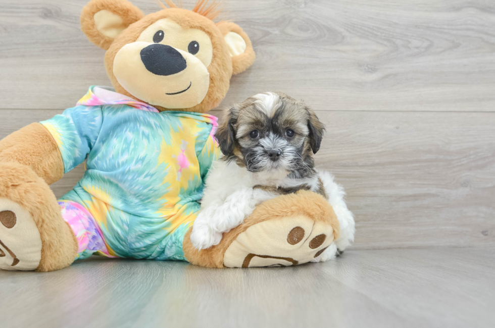 6 week old Shih Poo Puppy For Sale - Pilesgrove Pups