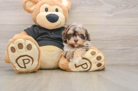 Shih Poo Pup Being Cute
