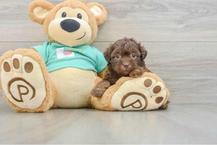 Shih Poo Puppy for Adoption