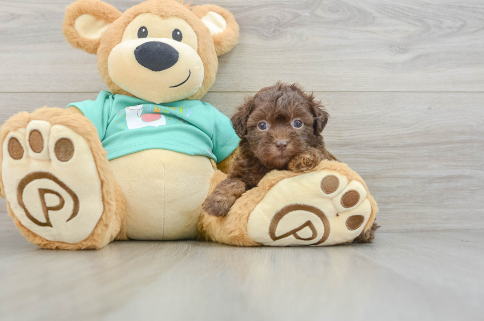 5 week old Shih Poo Puppy For Sale - Pilesgrove Pups
