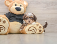 8 week old Shih Poo Puppy For Sale - Pilesgrove Pups