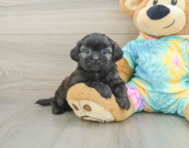 6 week old Shih Poo Puppy For Sale - Pilesgrove Pups