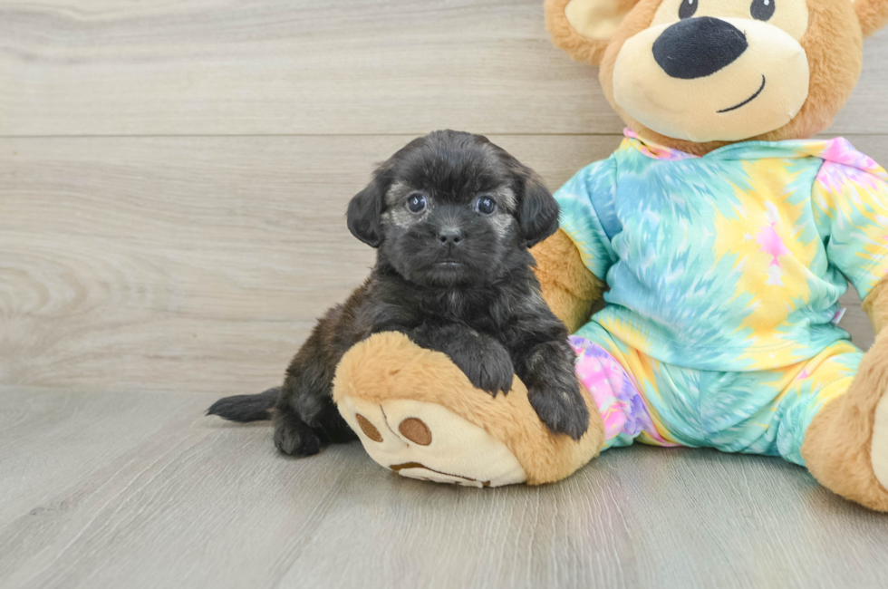 6 week old Shih Poo Puppy For Sale - Pilesgrove Pups
