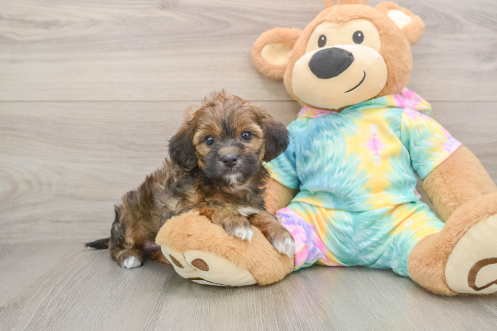 Fluffy Shih Poo Poodle Mix Pup