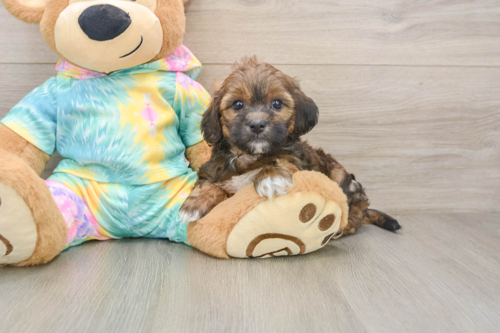 Cute Shih Poo Baby