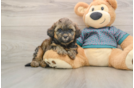 Little Shih Poo Poodle Mix Puppy