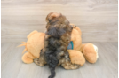 Cute Shih Poo Baby