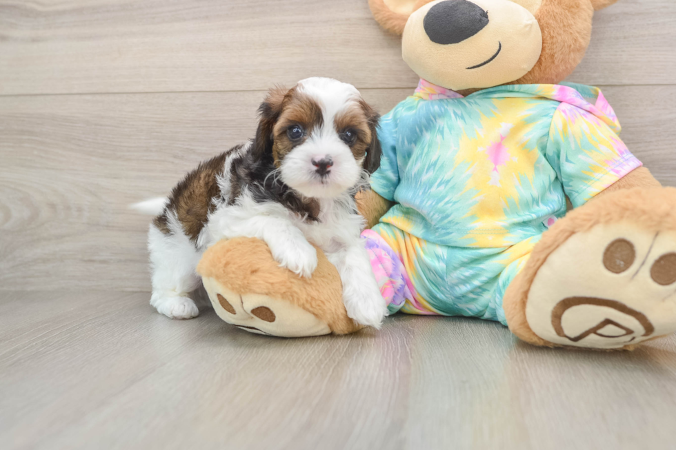Best Shih Poo Baby