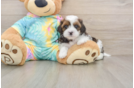 Shih Poo Puppy for Adoption