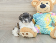 6 week old Shih Poo Puppy For Sale - Pilesgrove Pups