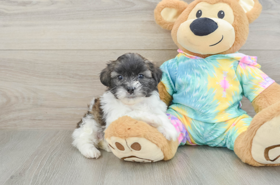 6 week old Shih Poo Puppy For Sale - Pilesgrove Pups