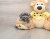 7 week old Shih Poo Puppy For Sale - Pilesgrove Pups