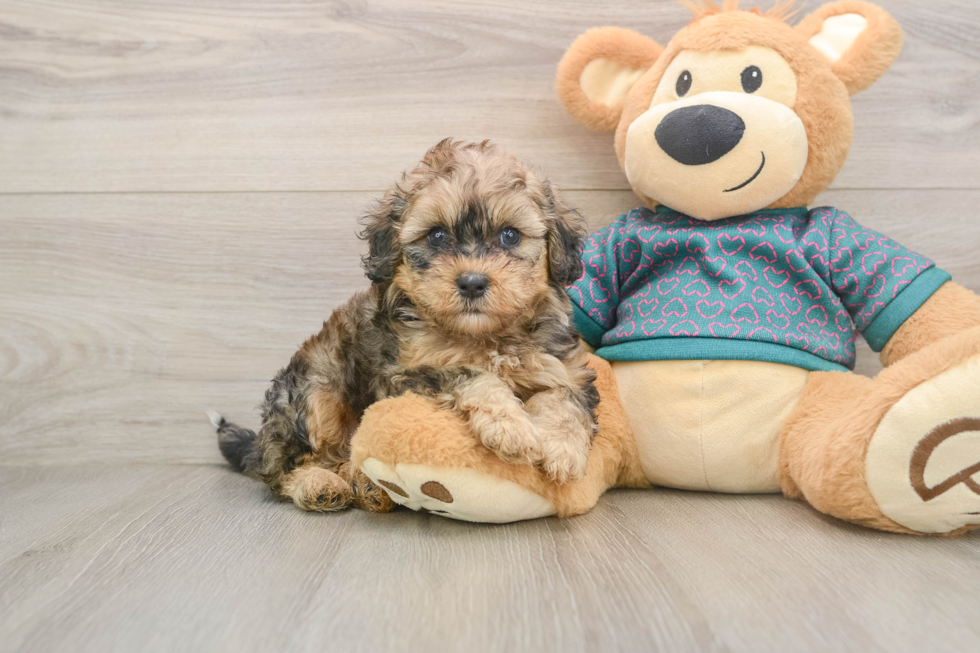 Shih Poo Pup Being Cute