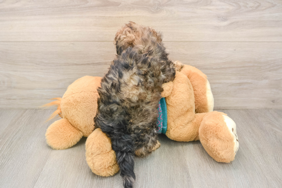 Energetic Shih Poo Poodle Mix Puppy