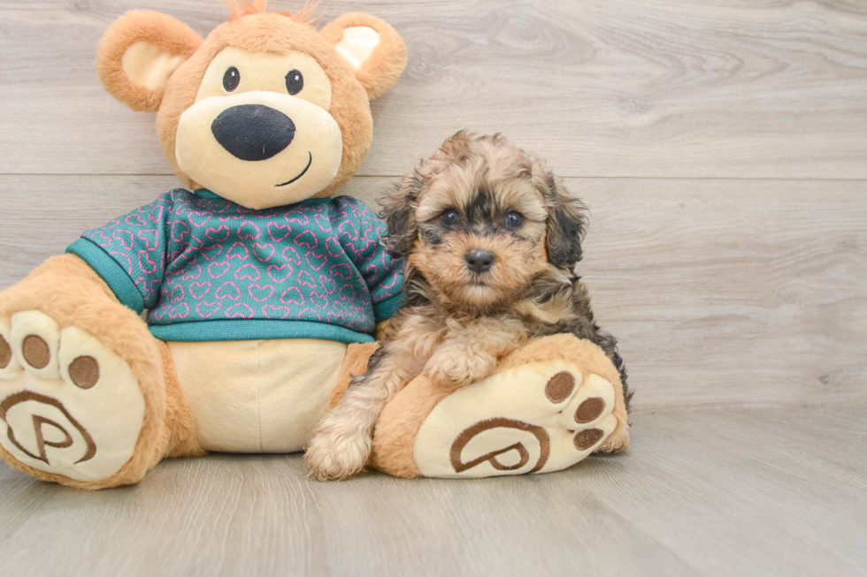 Hypoallergenic Shihpoo Poodle Mix Puppy