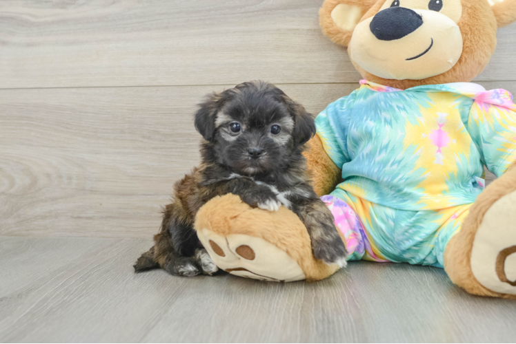 Shih Poo Puppy for Adoption