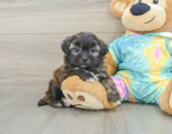 6 week old Shih Poo Puppy For Sale - Pilesgrove Pups