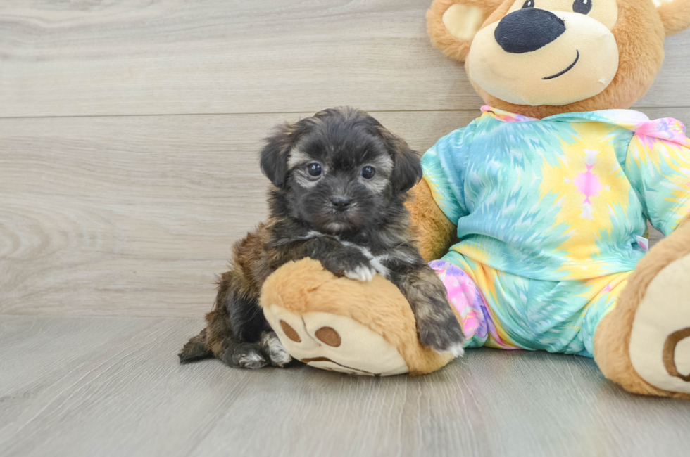 6 week old Shih Poo Puppy For Sale - Pilesgrove Pups