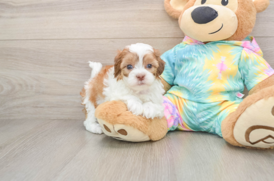 Shih Poo Puppy for Adoption