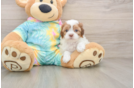 Funny Shih Poo Poodle Mix Pup