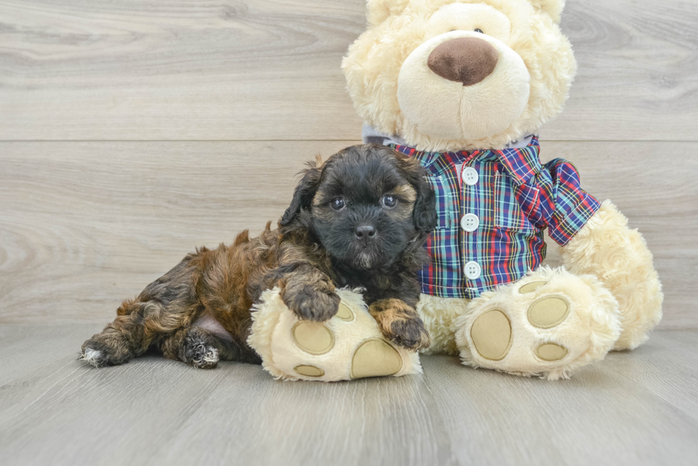 Hypoallergenic Shih Poo Poodle Mix Puppy