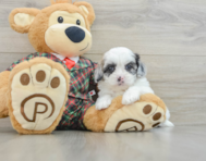 9 week old Shih Poo Puppy For Sale - Pilesgrove Pups