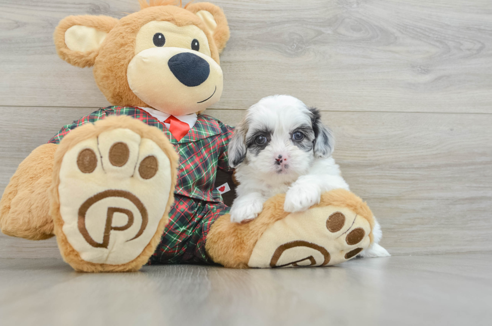 9 week old Shih Poo Puppy For Sale - Pilesgrove Pups