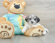 6 week old Shih Poo Puppy For Sale - Pilesgrove Pups