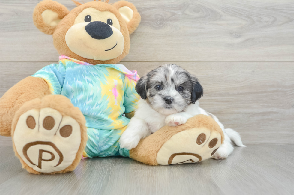 6 week old Shih Poo Puppy For Sale - Pilesgrove Pups