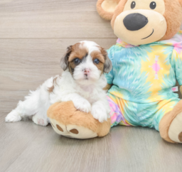 7 week old Shih Poo Puppy For Sale - Pilesgrove Pups