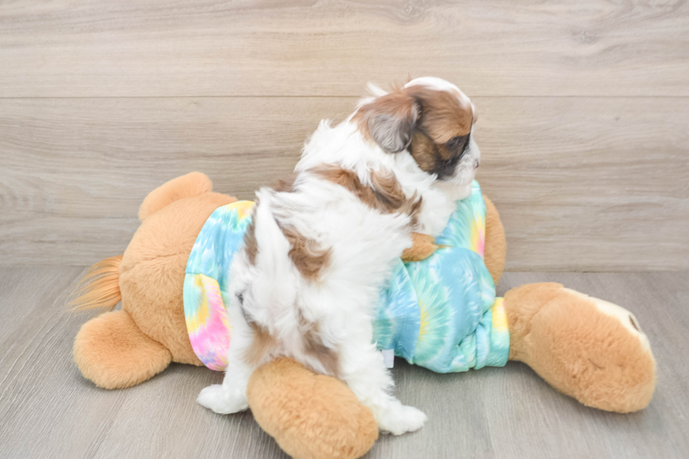 Best Shih Poo Baby