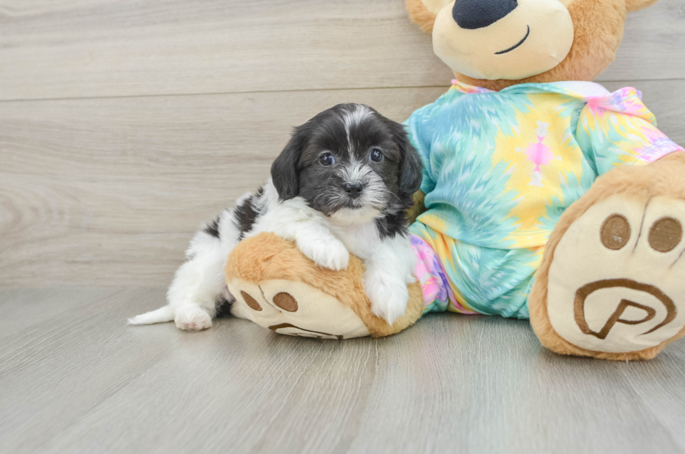 6 week old Shih Poo Puppy For Sale - Pilesgrove Pups