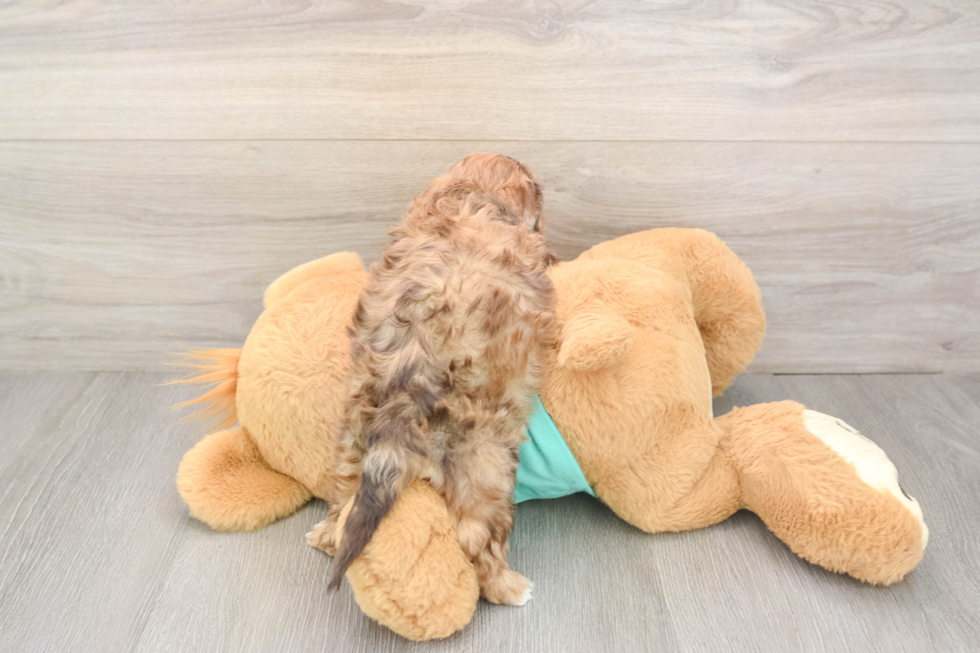 Energetic Shihpoo Poodle Mix Puppy