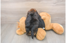 Small Shih Poo Baby