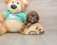 7 week old Shih Poo Puppy For Sale - Pilesgrove Pups