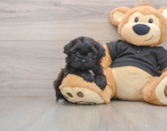 5 week old Shih Poo Puppy For Sale - Pilesgrove Pups