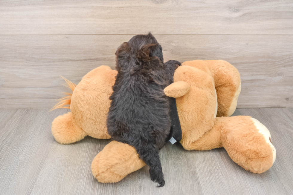 Shih Poo Pup Being Cute
