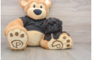 Shih Poo Pup Being Cute