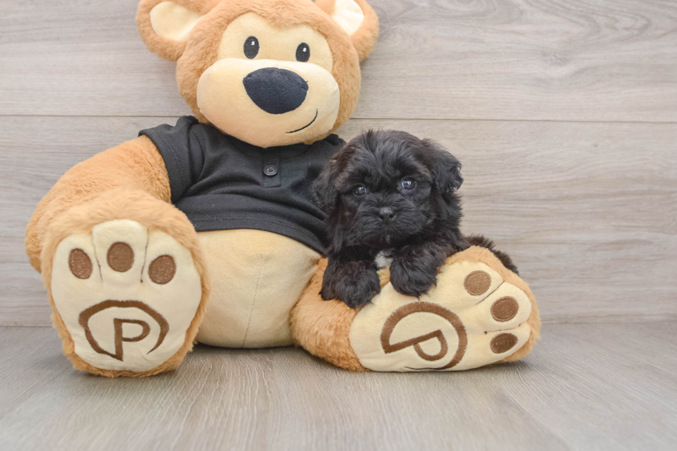Shih Poo Pup Being Cute