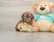 7 week old Shih Poo Puppy For Sale - Pilesgrove Pups
