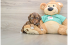 Shih Poo Puppy for Adoption