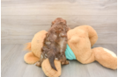 Small Shih Poo Baby