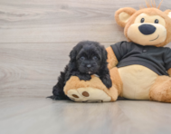 5 week old Shih Poo Puppy For Sale - Pilesgrove Pups
