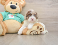 7 week old Shih Poo Puppy For Sale - Pilesgrove Pups