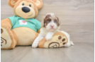 Shih Poo Pup Being Cute