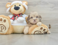 6 week old Shih Poo Puppy For Sale - Pilesgrove Pups