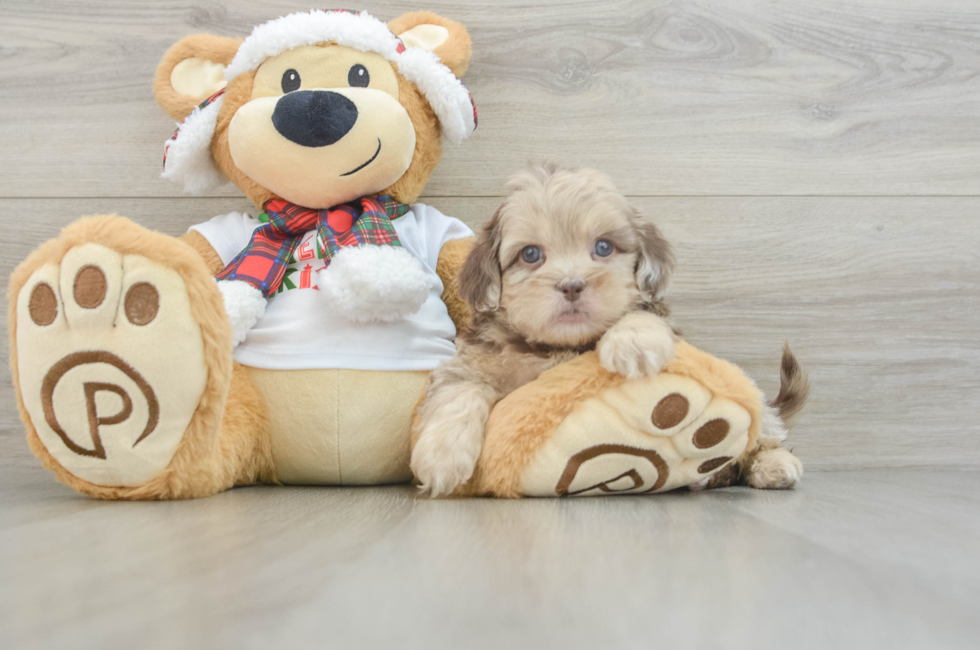 6 week old Shih Poo Puppy For Sale - Pilesgrove Pups