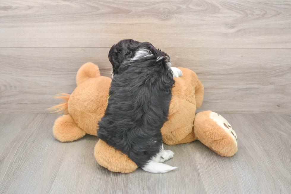 Shih Poo Puppy for Adoption