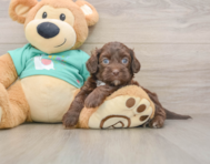 7 week old Shih Poo Puppy For Sale - Pilesgrove Pups